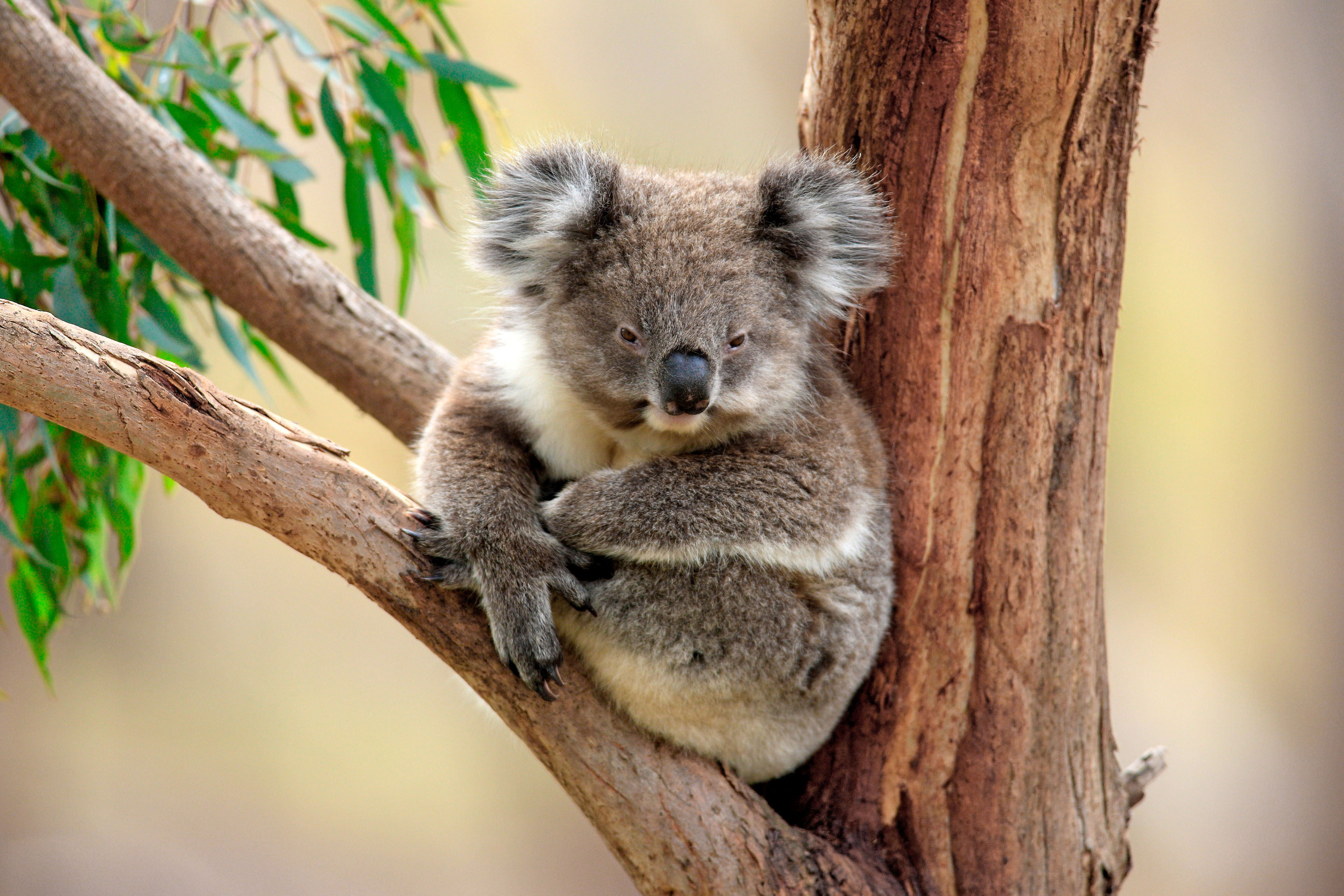 Australia & New Zealand