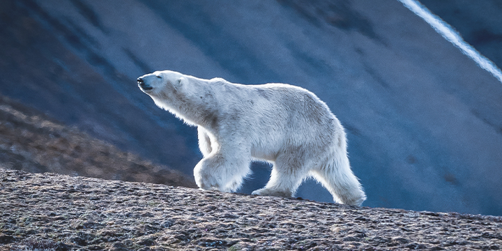 Greenland, Iceland, Norway & Beyond