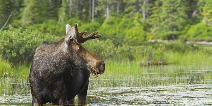 Canada & East Coast Explorer