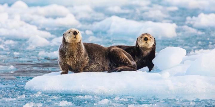 Alaska & the Inside Passage